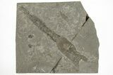 Orthocone Nautilus Fossil - Montana #217937-1